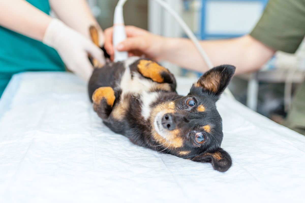 Dog having a pet ultrasound