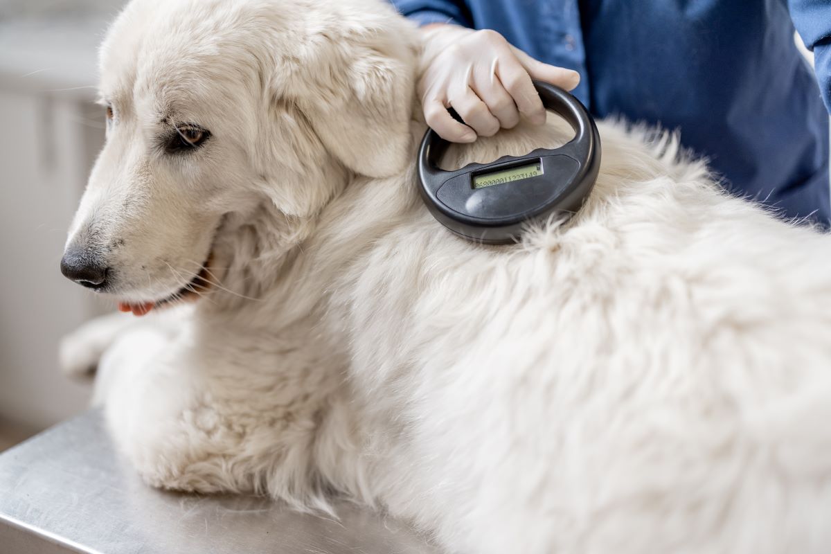 Vet performing pet microchipping on dog