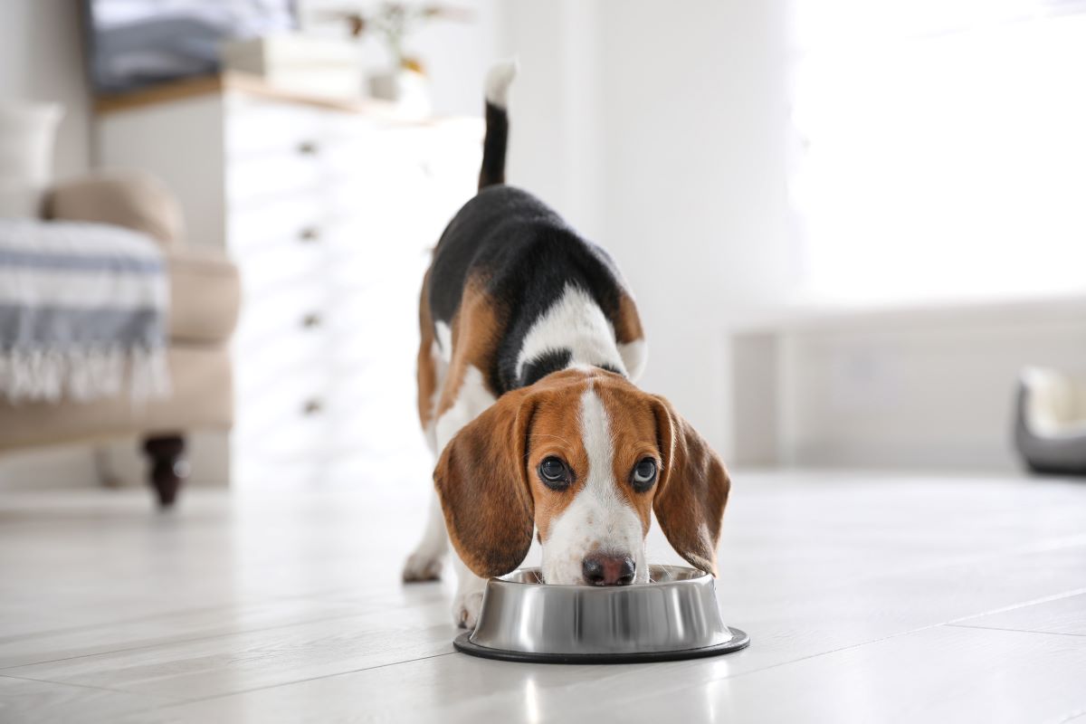 dog eating - nutrition counseling