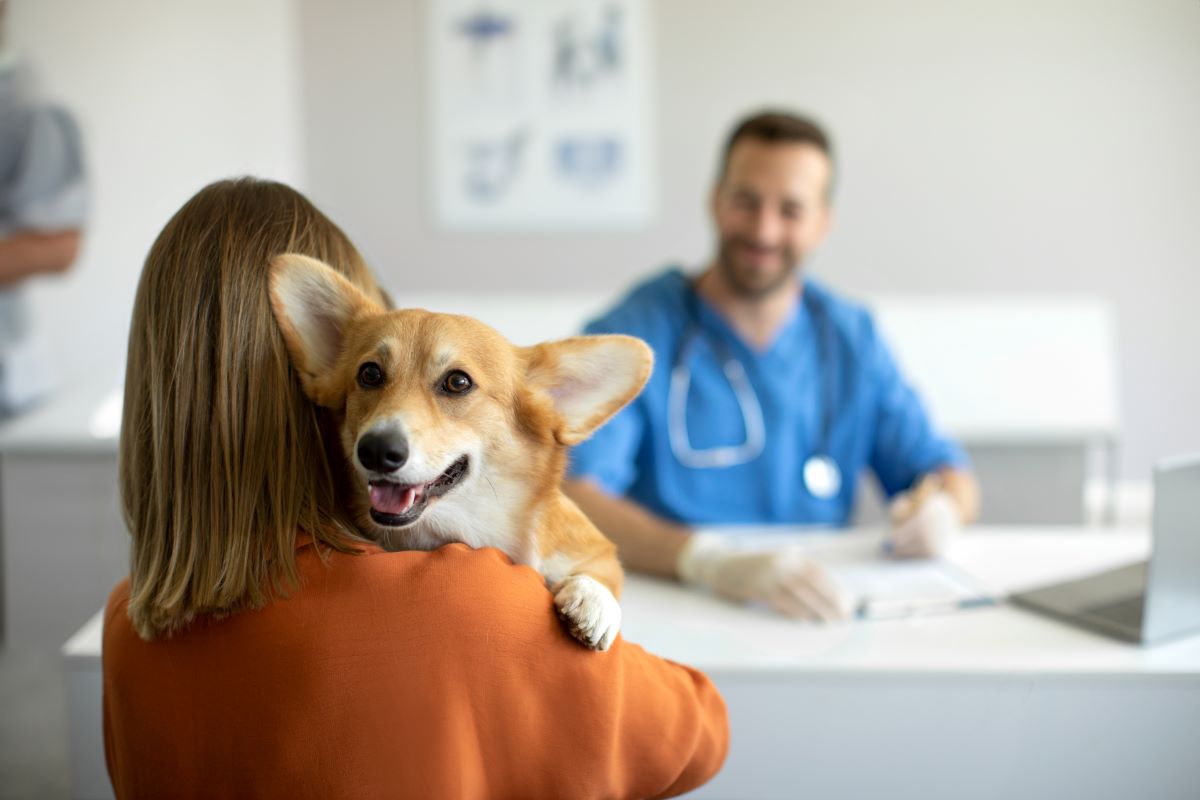 pet assessment at vet - Integrative Veterinary Medicine