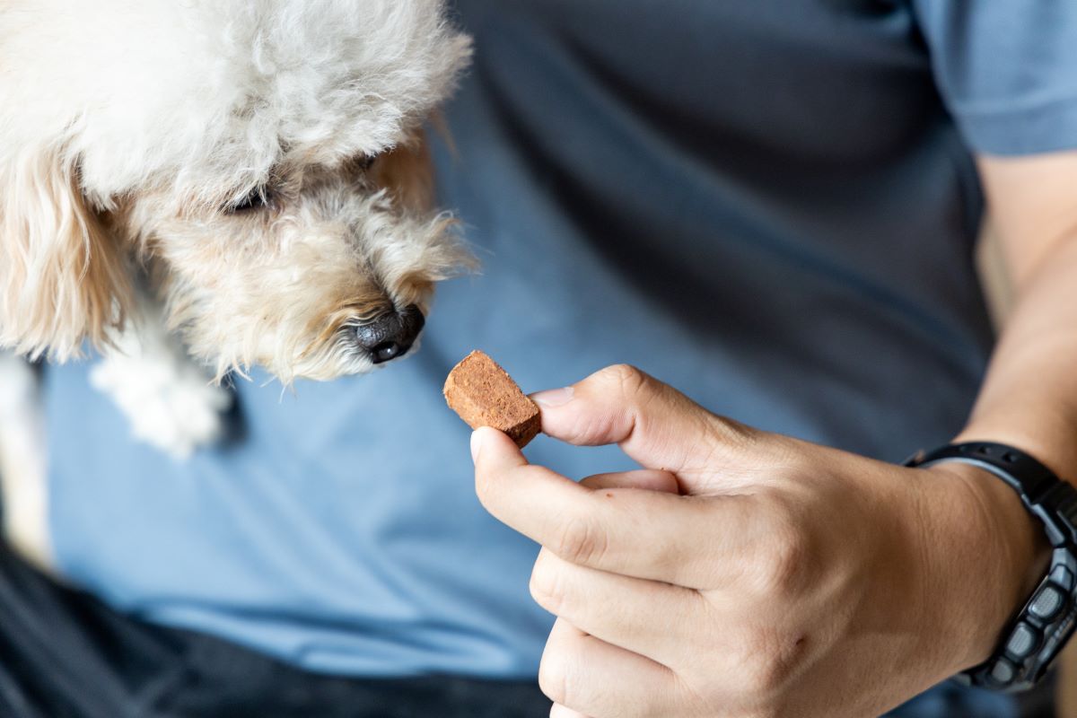 pet being with heartworm treatment for dogs