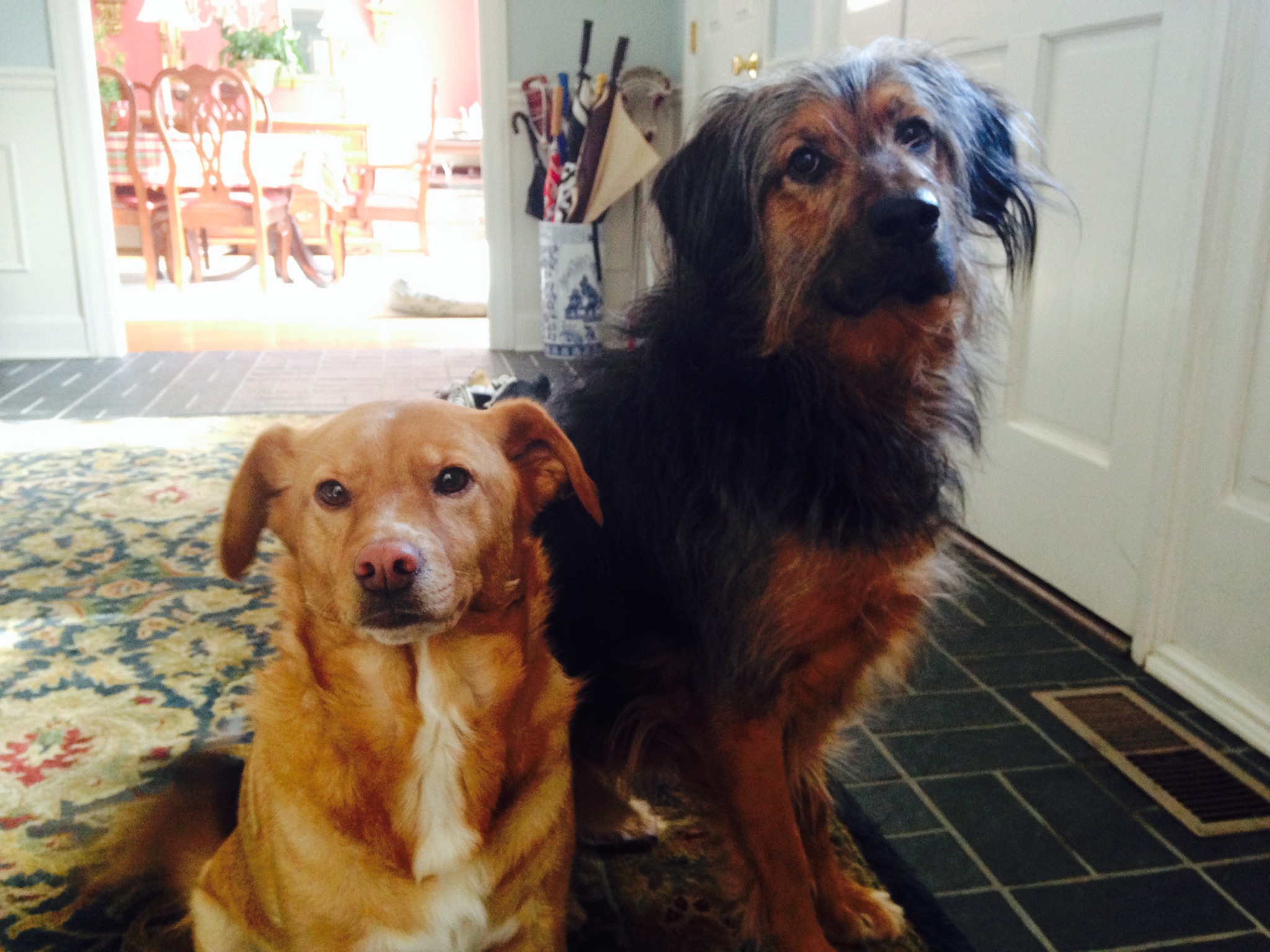 client-referral-program-the-integrative-veterinary-clinic